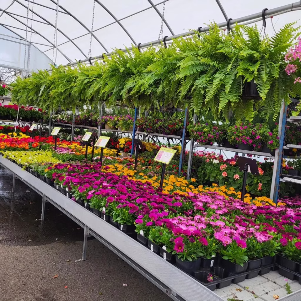 Bedding Plants Greenhouse