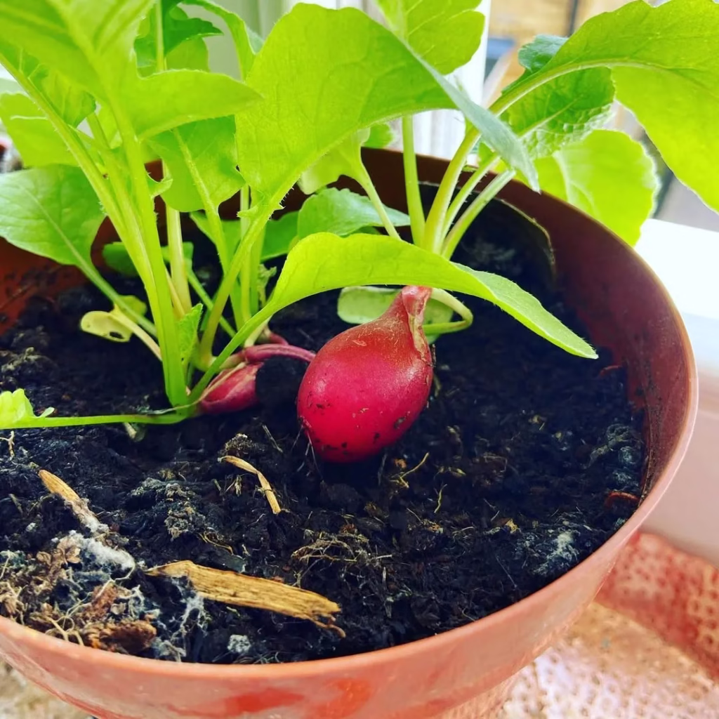 Beetroot Veggie Garden