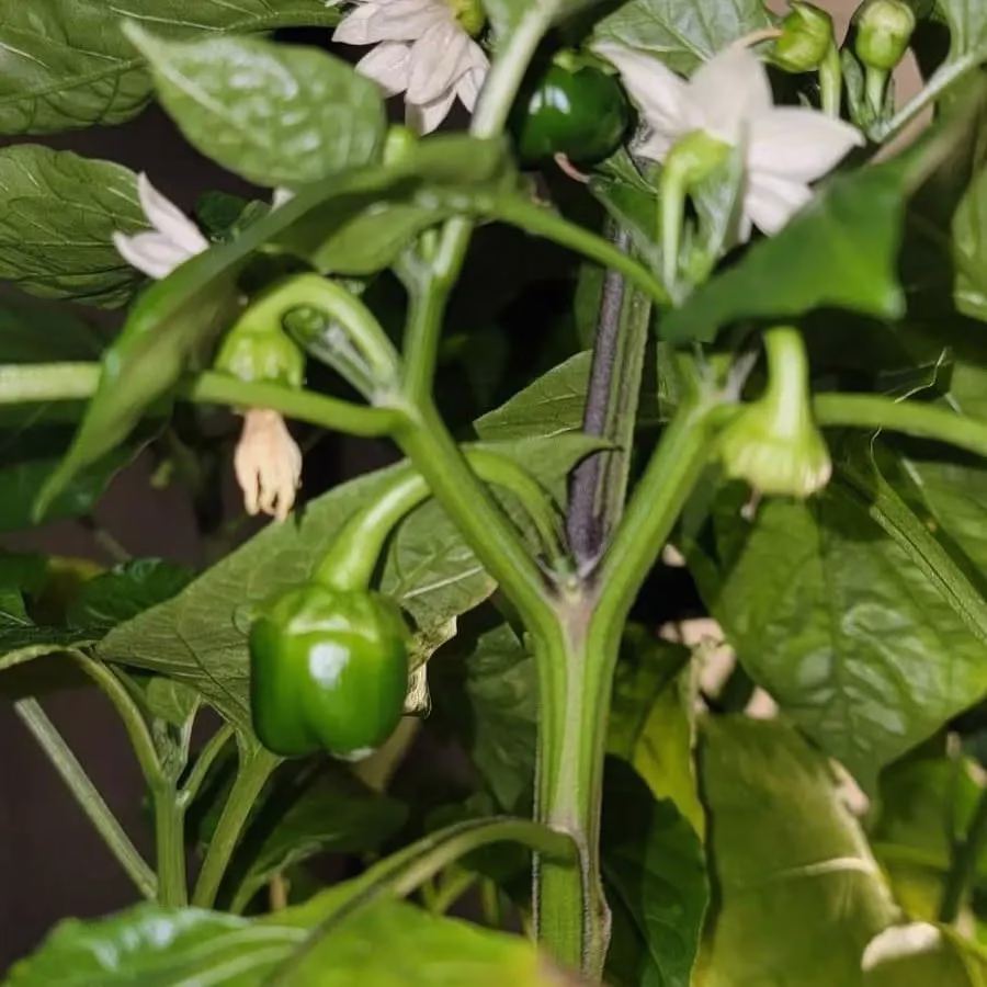 Bell Pepper Veggie Garden
