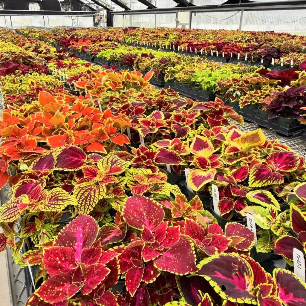 Colors Pattern Garden