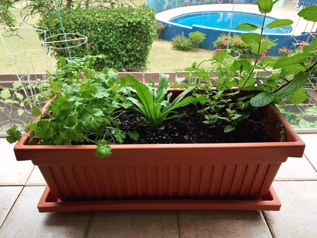  Container Gardening