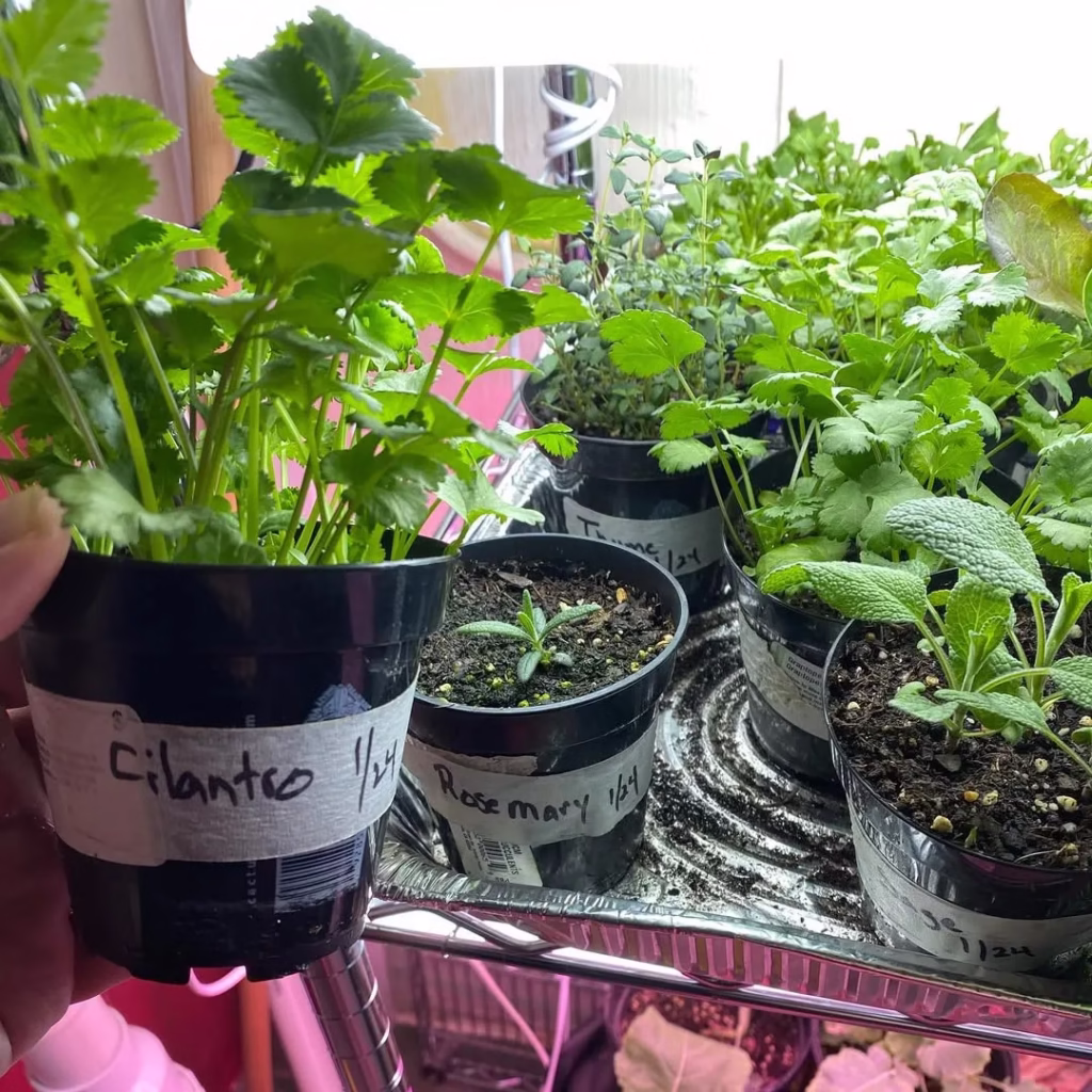 Fresh Herbs From The Garden