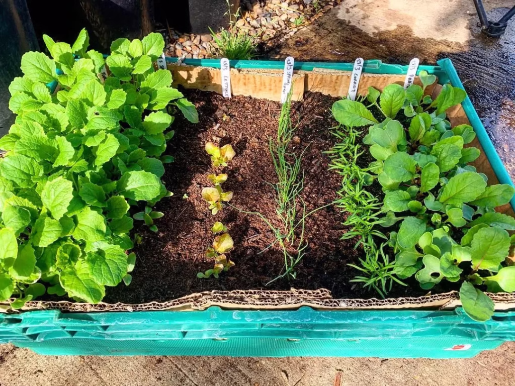 Growing Vegetables