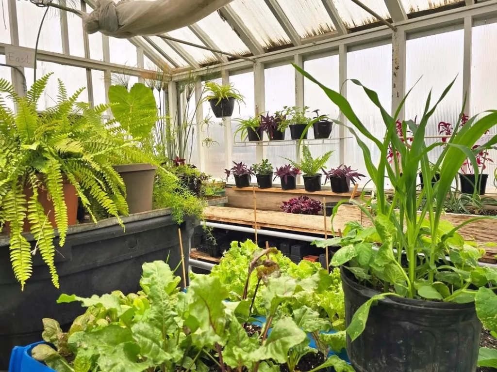 Maximize Space with These Creative Greenhouse Shelf Ideas