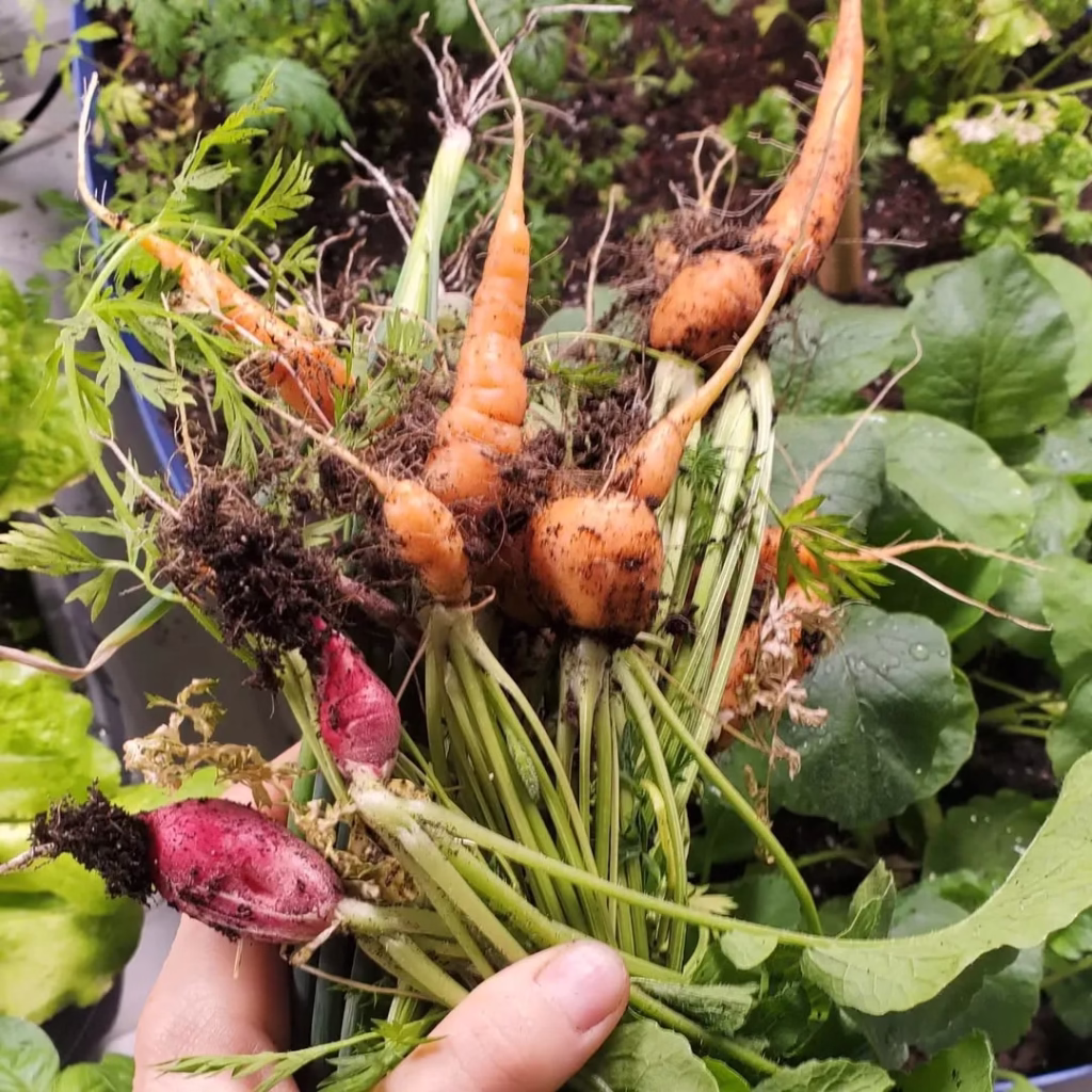Plants Vegetables