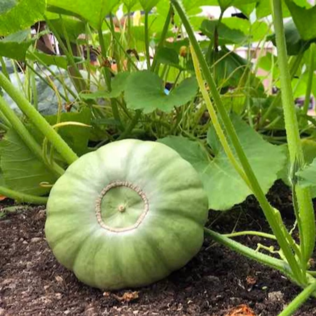 Squash Veggie Garden