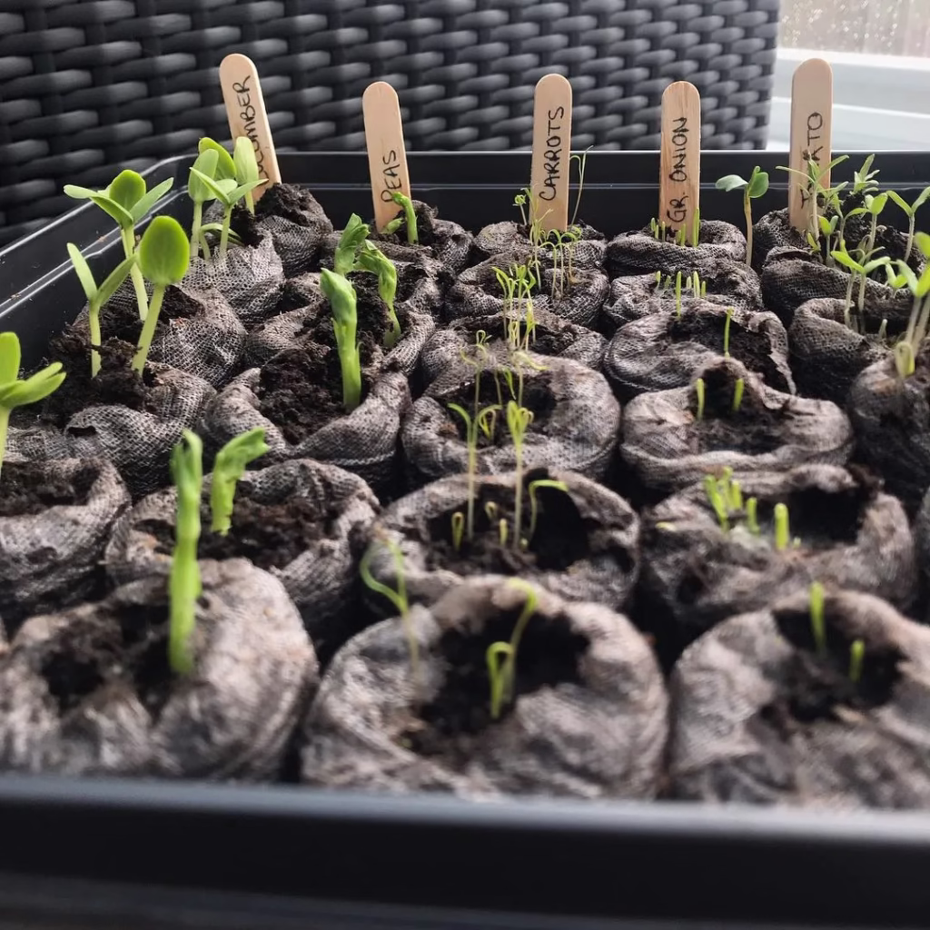 Summer Vegetable Garden