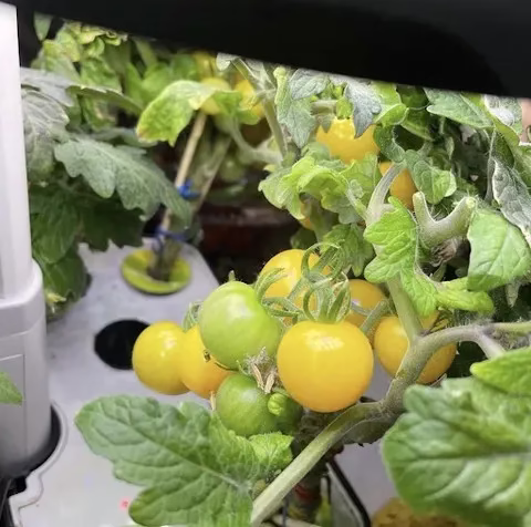 Tomato Veggie Garden