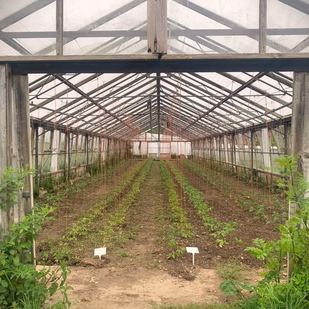 Vegetable Garden
