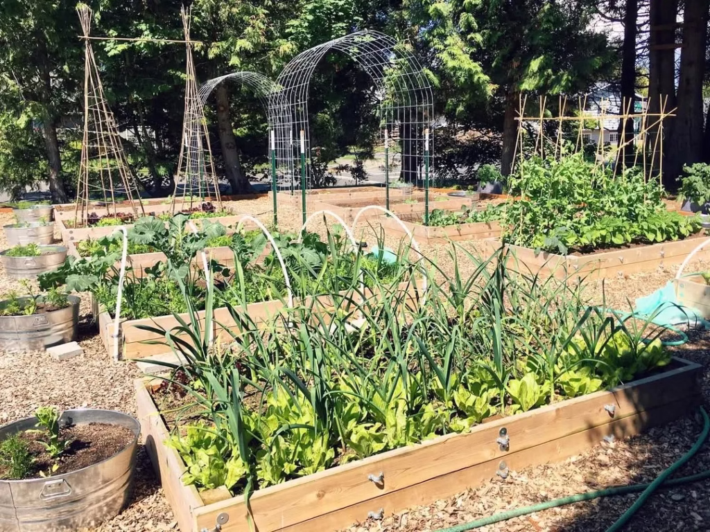 Bamboo Bet Trellis