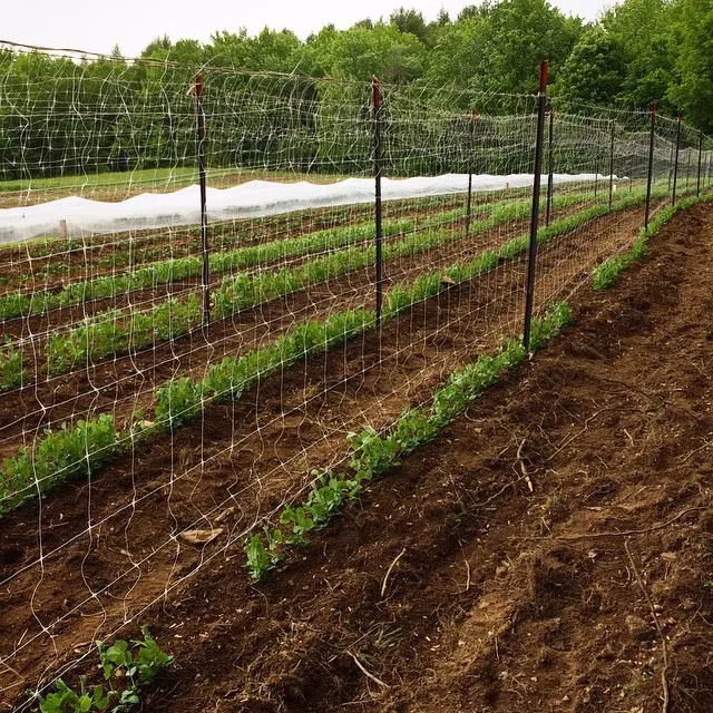 Mofga Garden Trellis