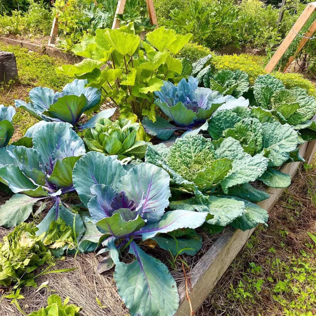 Pennsylvania Garden Trellis