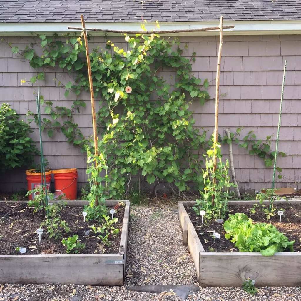 Raised Bed Garden