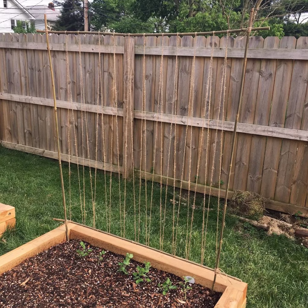 Vegetable Garden Trellis