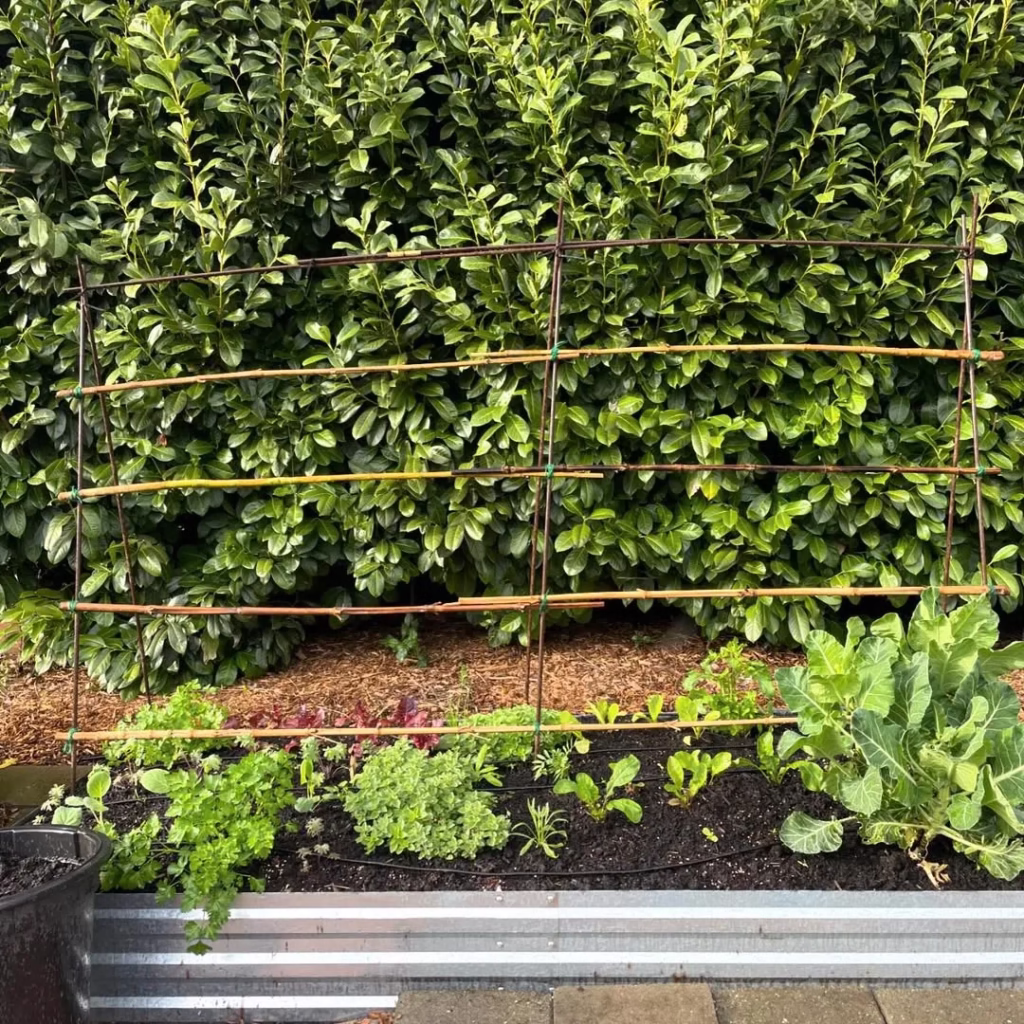  Cucumber Garden Trellis