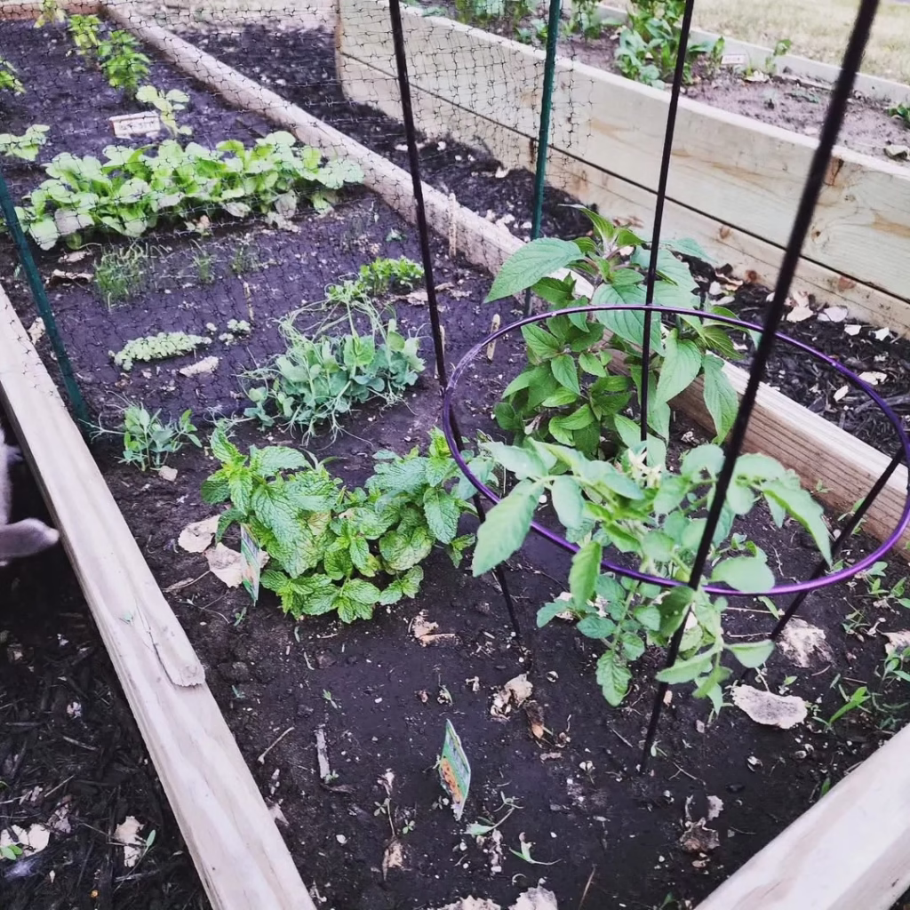 Baby Plants Garden Trellis