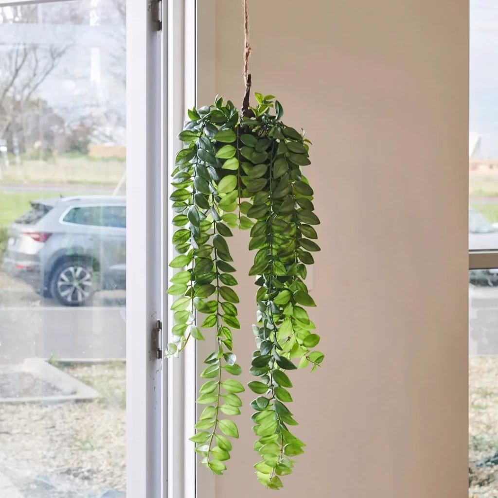 Mandala Vine Plant