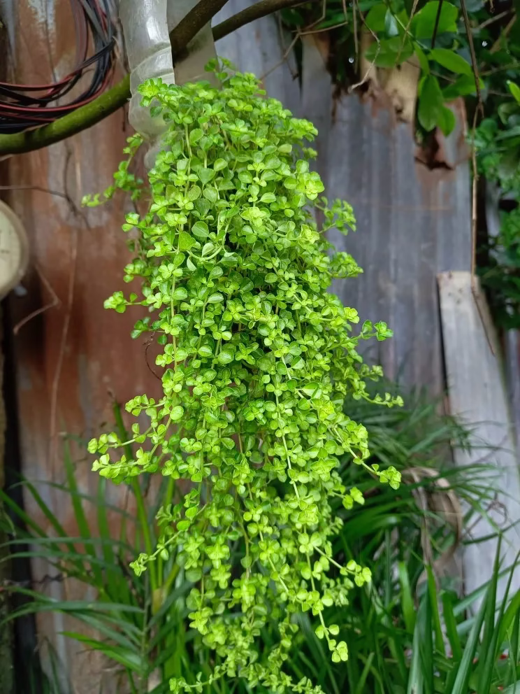 String Of Pearls